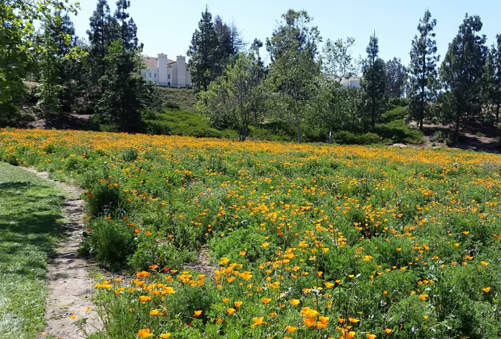 Country Trail Park