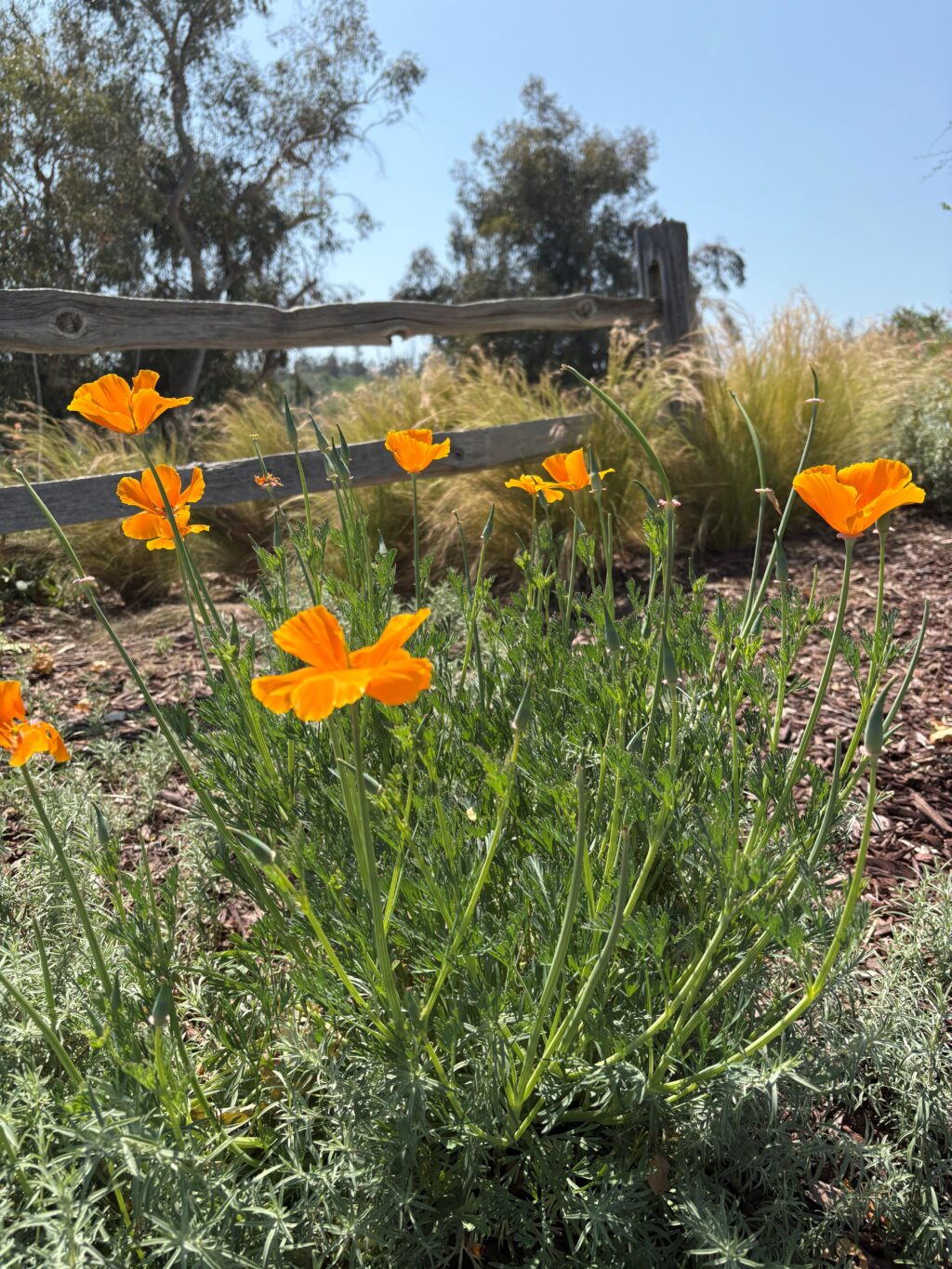 Poppy